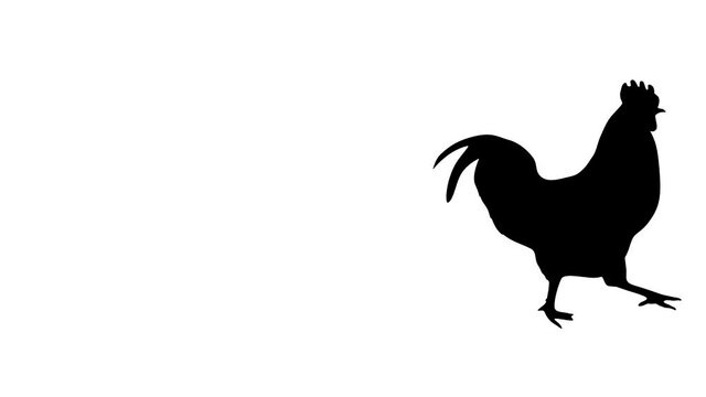 Silhouette of the walking rooster, animation on the white background