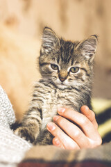 Little beautiful kitty in her arms. Favorite pet. Cat muzzle