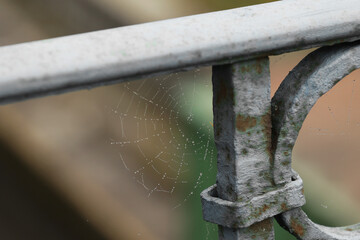 Krople wody widoczne na sieci pająka we mgle.  - obrazy, fototapety, plakaty
