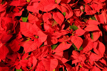 Weihnachtsstern als Hintergrund, Blumenschmuck für die Weihnachtszeit, der Weihnachtsstern blüht in frostfreien Regionen zu Weihnachten, Wintersonnenwende