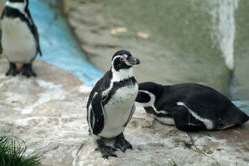 Naklejka premium penguins on the pond at the zoo