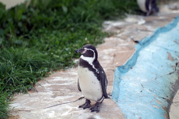 Fototapeta premium penguins on the pond at the zoo