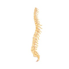 Cartoon flat detailed person spine isolated on empty background-health care,human skeleton anatomy,medical treatment and therapy,educational material concept,web site banner ad design