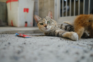 Charming and good-looking street cat