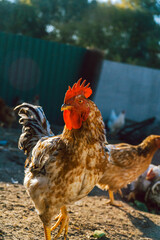 look of a rooster at the camera