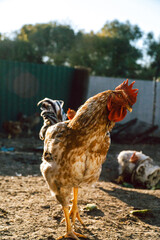 hen and chickens in farm