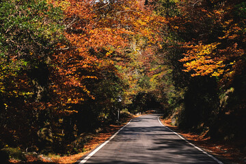 Fototapeta na wymiar Road in autumn forest