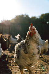 hen and chickens