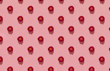 Seamless pattern of autumn flowers of red chrysanthemums on a pastel pink paper background. Spring, Easter, summer floral concept. Flat layout, top view. Composition of flowers