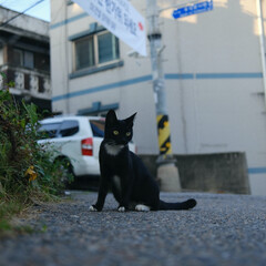 Charming and good-looking street cat