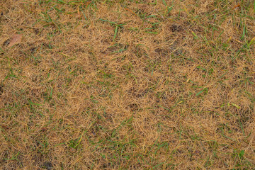 Yellow larch (Larix) needles on green lawn in park as background
