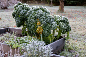 Kale or leaf cabbage Brassica oleracea outdoors in late autumn, covered by hoarfrost in early...