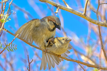 A pair of common House Sparrows mating high in a tree.