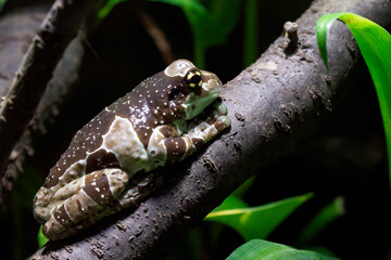 Amazon milk frog - Trachycephalus resinifictrix