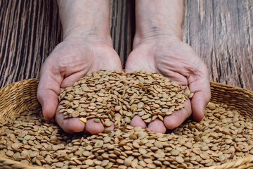 Healthy dried brown lentils. Raw grains of lentils in hands. Healthy eating and vegetarian concept.