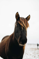 Fototapeta premium horse in the snow