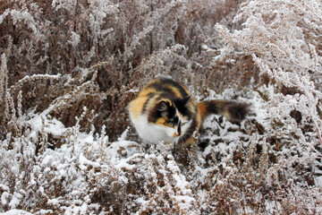 Tricolor fluffy cat playing in winter snowy grass