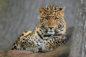 Fototapeta na wymiar Portrait of Leopard Panthera pardus japonensis