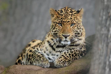  Portrait of Leopard Panthera pardus japonensis © Miroslav Srb