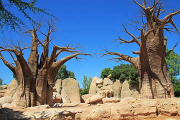 Baobab	