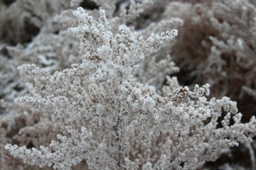 Snow frost covered grass in winter