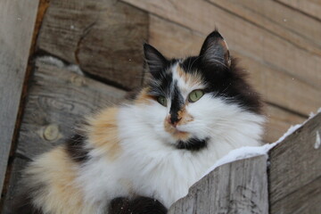 Fototapeta na wymiar Fluffy tricolor cat in winter snow on fence