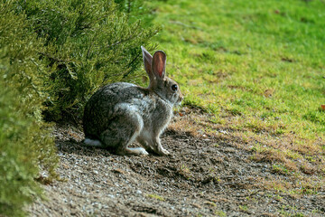 Un conejo gris sentado en la hierba verde. Conejo salvaje en la pradera.