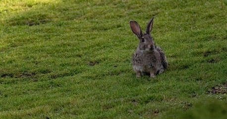 Un conejo gris sentado en la hierba verde. Conejo salvaje en la pradera.