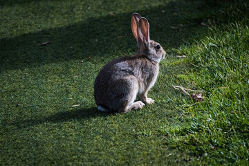 Un conejo gris sentado en la hierba verde. Conejo salvaje en la pradera.