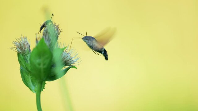 The rare butterfly the hummingbird hawk-moth (Macroglossum stellatarum) captured on video while feeding on the nectar of flowers.