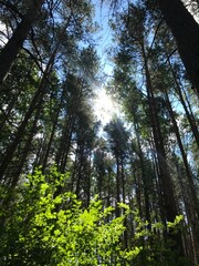 sun shining through trees