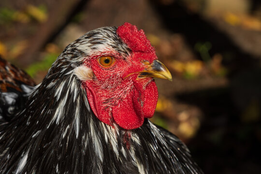 DIE 1,458 BESTEN BILDER, STOCK-FOTOS UND -VEKTORGRAFIKEN ZU „Riesenhuhn ...