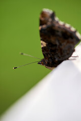 Butterfly cling to the leaves in the natural beauty.Rusalka admiral, Vanessa atalanta