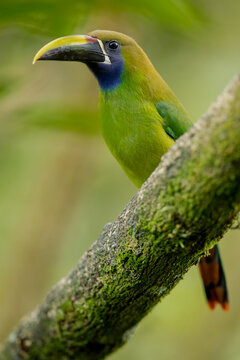 Northern Emerald Toucanet, Arassari smaragdov&yacute; in Costa Rica