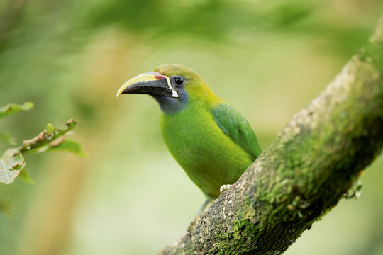 Northern Emerald Toucanet, Arassari smaragdov&yacute; in Costa Rica