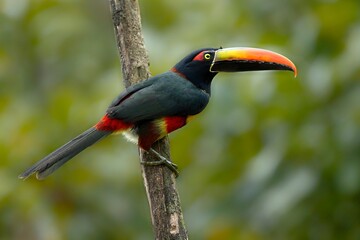 fiery billed aracari in costa rica