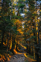 Fototapeta na wymiar Coniferous forest, High Tatras mountains, Slovakia, sunrise scene