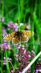 butterfly on flower