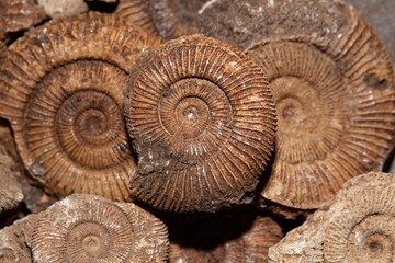 Ammonites of the species Dactylioceras athleticum from the Lower Jurassic