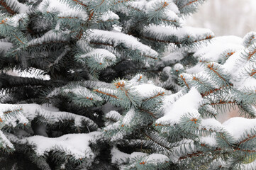 Close-up of fir tree branches covered in snow in a park