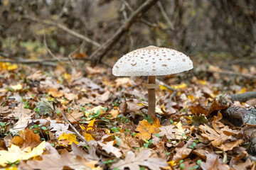 Parasol mushroom (Macrolepiota procera) in its natural environment surrounded by autumn fallen leaves in a beautiful forest