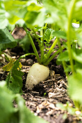 radish growing in the garden