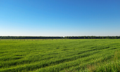 Obraz premium Large green field with rolls of hay on a background of forest and blue sky