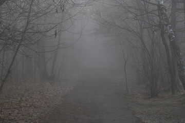 Selective focus. Dark dense forest with dirty road and black bare tree silhouettes covered with solid fog in the early morning. Autumn fallen leaves lies on the ground. Copy space for your text.