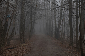 Selective focus. Dark dense forest with dirty road and black bare tree silhouettes covered with solid fog in the early morning. Autumn fallen leaves lies on the ground. Copy space for your text.
