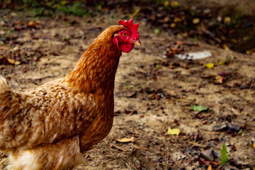 hen in a yard