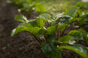 Beetroot leaves in the light of sunset in the garden
