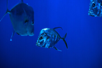 Selene fish Atlantic moonfish swarm in blue water ocean aquarium nature 