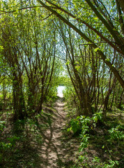 path in the forest