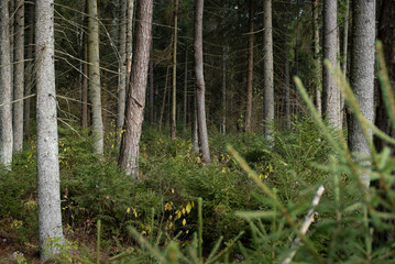 Thickets of young green spruces in a dark deep forest